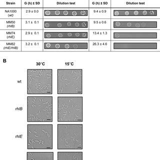 Growth Of C Crescentus RNA Helicase Mutant Strains At Low Temperature