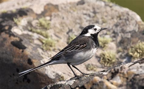 Pied Wagtail Bird Identification Guide Bird Spot