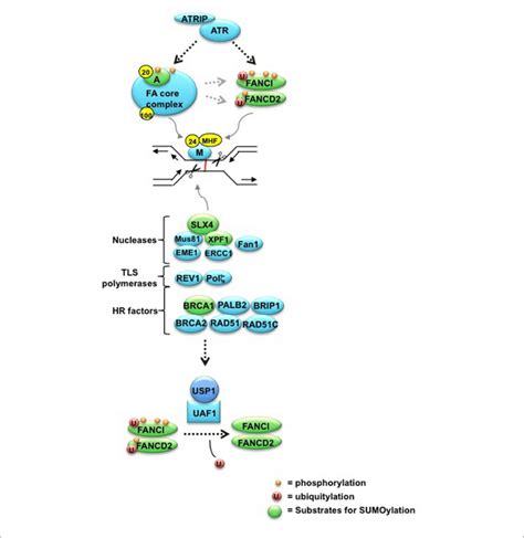 The ICL Repair Pathway The FANCM FAAP24 Complex First Recognizes