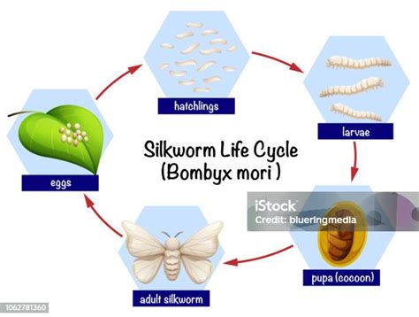 Diagram Siklus Hidup Ulat Sutra Ilustrasi Stok Unduh Gambar Sekarang Ngengat Sutra Ulat