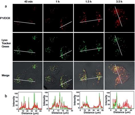 A Confocal Microscopy Of Living Mcf Cells That Were Incubated With