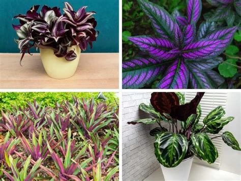 Unique Plants With Green And Purple Leaves