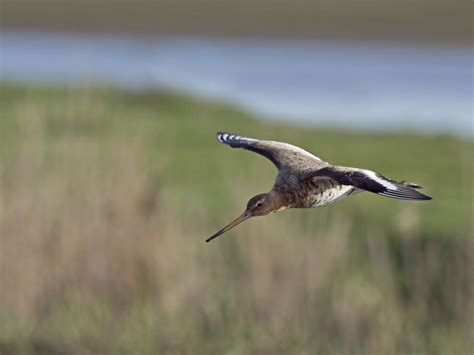 The Extraordinary Flight Of A Bird That Flew From Alaska To New Zealand