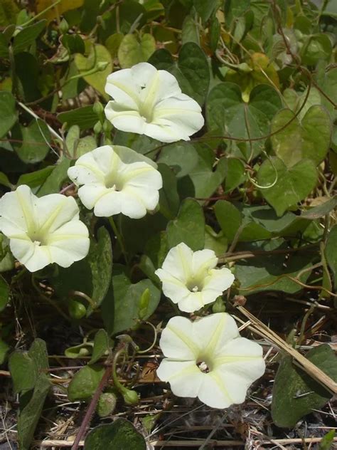 Ipomoea Obscura Plant Care And Growing Basics Water Light Soil