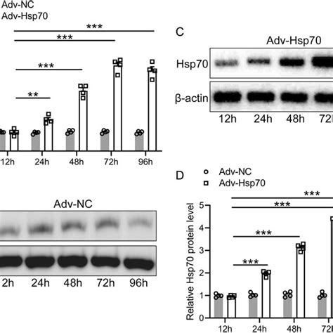 Adv Hsp Promoted The Overexpression Of Hsp In Mouse Nscs Nscs Were