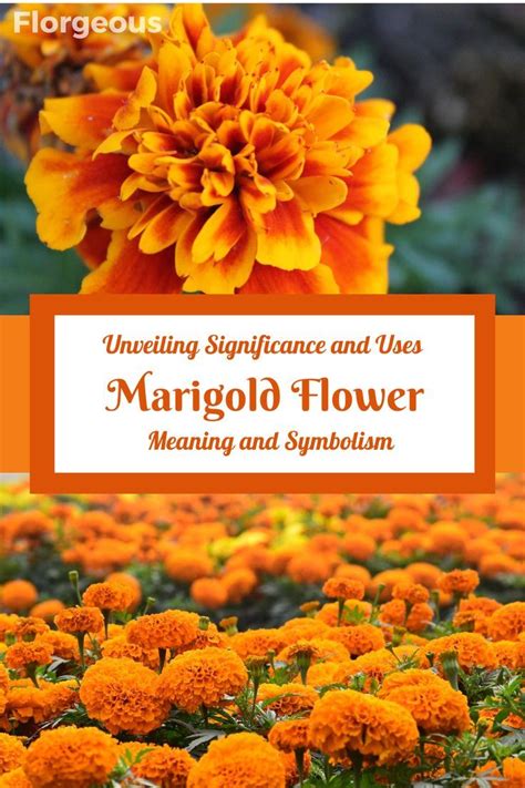 Marigold Flower Meaning and Symbolism: Unveiling Significance and Uses | Marigold flower, Flower ...