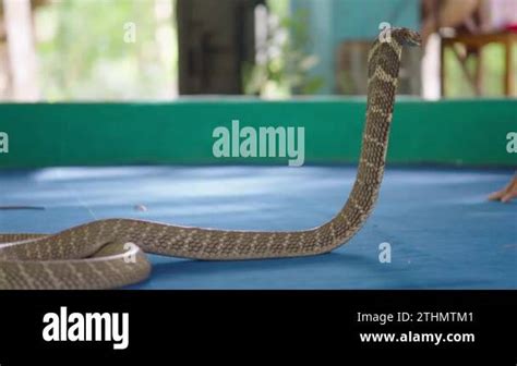 King Cobra Chiang Mai Show Thai Charmer Making Tricks By Touching