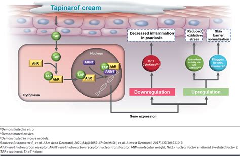 Tapinarof Cream 1 Once Daily For The Treatment Of Adults With Mild To