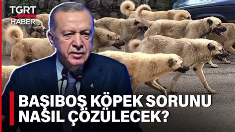 Erdoğan dan Başıboş Sokak Köpeği Talimatı Sokaklarda Can Güvenliği