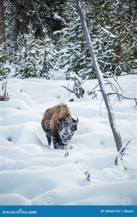 Bison in the Snow, Yellowstone Stock Photo - Image of winter, frozen ...