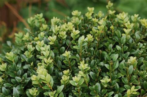 Buxus Semp Rotundifolia Form Caragh Nurseries