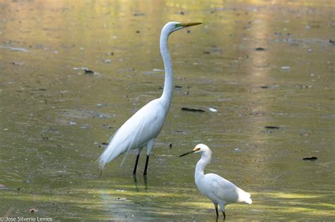 Principais Espécies de Animais da Fauna do Manguezal Fotos Mundo