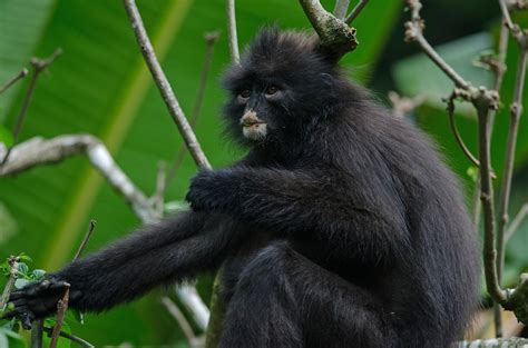 Raffles Banded Langur Presbytis Femoralis New England Primate