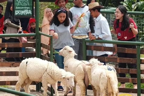 Happyfarm Ciwidey Wisata Edukasi Dan Rekreasi Keluarga Di Bandung