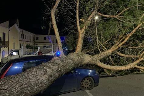 Grosso Albero Cade Su Un Auto Per Forti Raffiche Di Vento Nel Cosentino