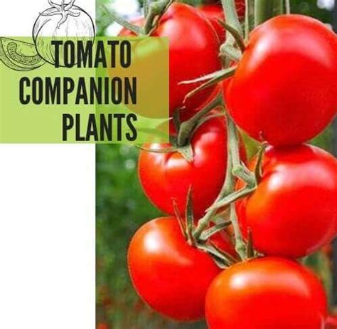 Companion Plants For Tomatoes Plantinfo