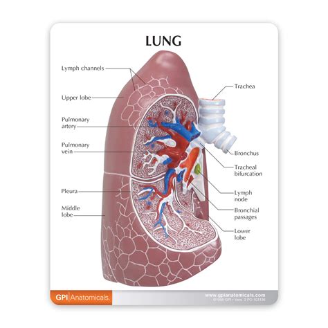 Anatomy Of The Lungs Laminated Wall Chart With Digital Download Code ...