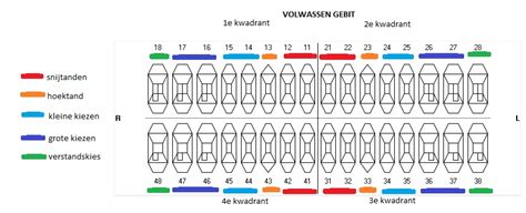 Namen Tanden En Kiezen Tandarts Praktijk Van Der Linde Molleman