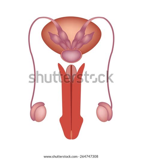 Male Reproductive System Vector Icon