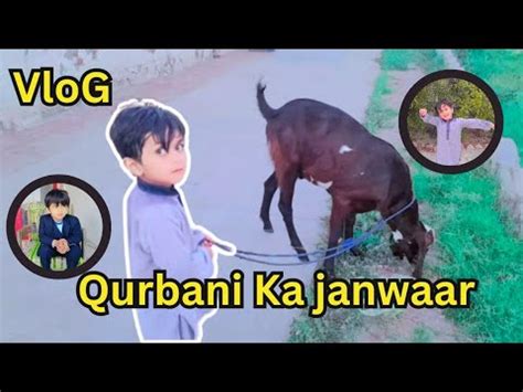 Alhamdulillah Apni Qurbani Ka Janwar Le Lia Maaz Vlog Vlog Bakra