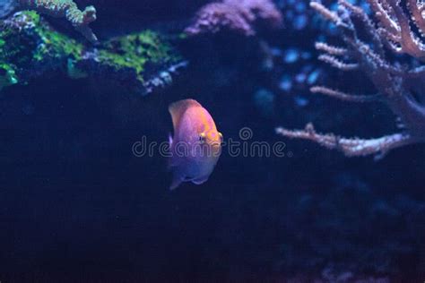 Sunburst Anthias Fish Serranocirrhitus Latus Stock Photo Image Of