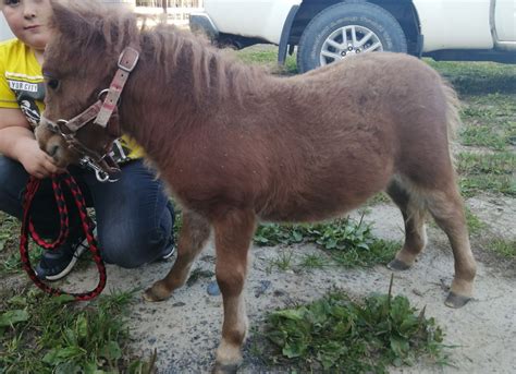 Poulain miniature Cheval à vendre Laurier Station Petites