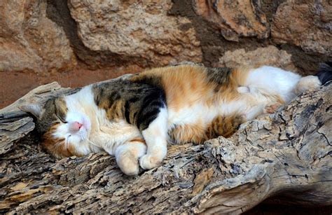 12 Tanda Kucing Peliharaan Keracunan Dan Cara Penanganan Yang Tepat