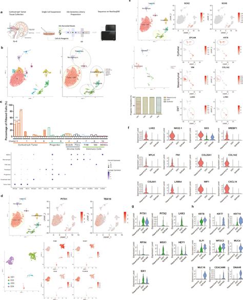 A Human Acth Secreting Corticotroph Tumoroid Model Ebiomedicine