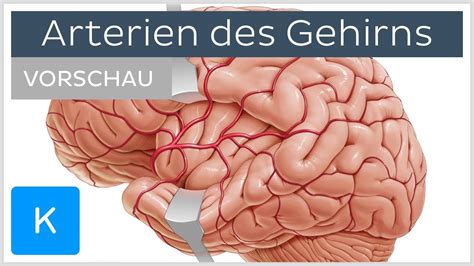 Arterien Des Gehirns Äste Und Versorgungsgebiete Vorschau Kenhub