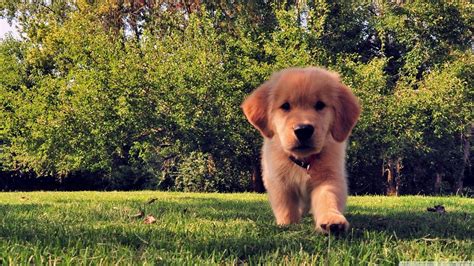 Cute Wallpaper Summer Golden Retriever Puppy Pictures - Pets Lovers