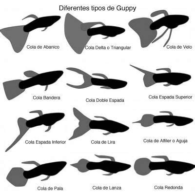 Periodo de gestación de los peces guppy LoveToKnow Tropical