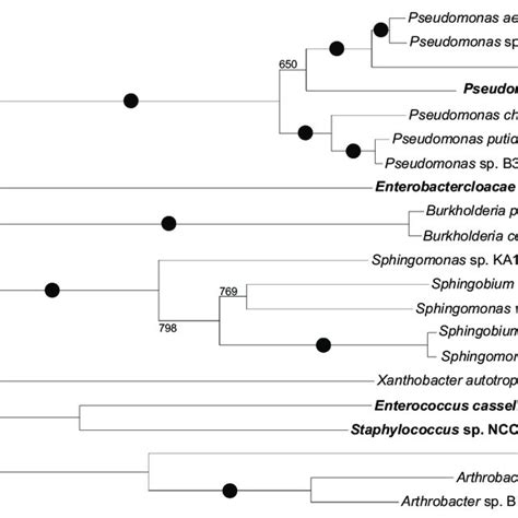 Neighbor Joining Phylogenetic Analysis Resulting From The Multiple