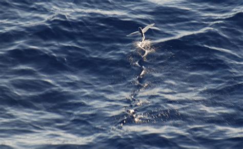 El Pez Volador De Maldivas Disfruta Del Vuelo De Este Curioso Animal