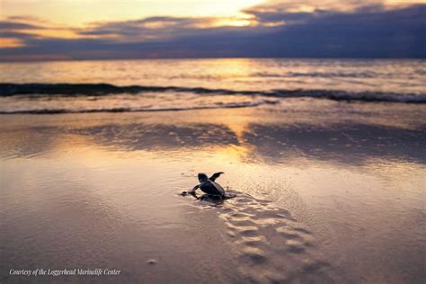 June Is Peak Sea Turtle Season In Jupiter Jupiter Dive Center