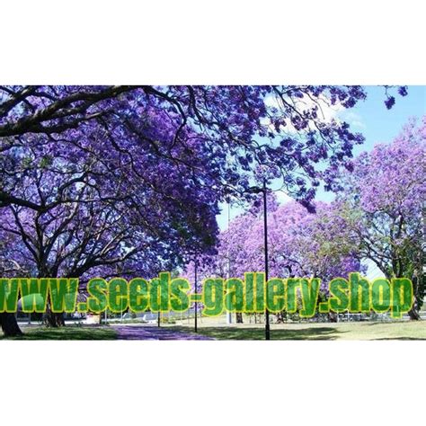 Paulownia Elongata Seeds - Price €1.95