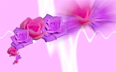 Purple roses HD desktop wallpaper : Widescreen : High Definition ...