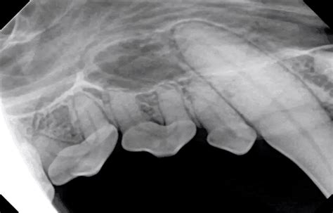 Canine Dental Radiographs