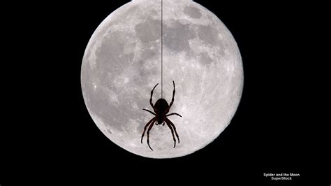 Spider and the Moon