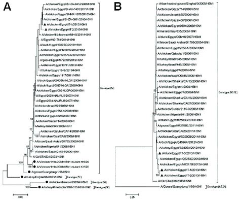 Phylogenetic Analysis Of Nucleotide Sequences Of The Ha And Ns Genes