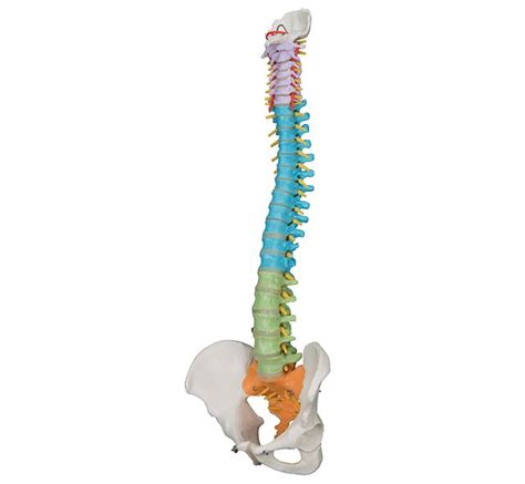 Columna Vertebral Con Pelvis Flexible Mediprem A Solamente 150 25