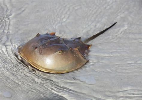 Horseshoe Crab Behavior - AnimalBehaviorCorner