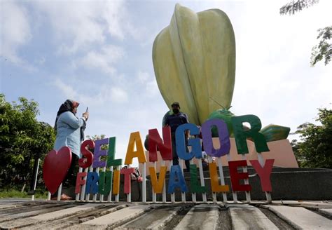 Local Fruits In Season Visit Selangor Fruit Valley Selangor Journal