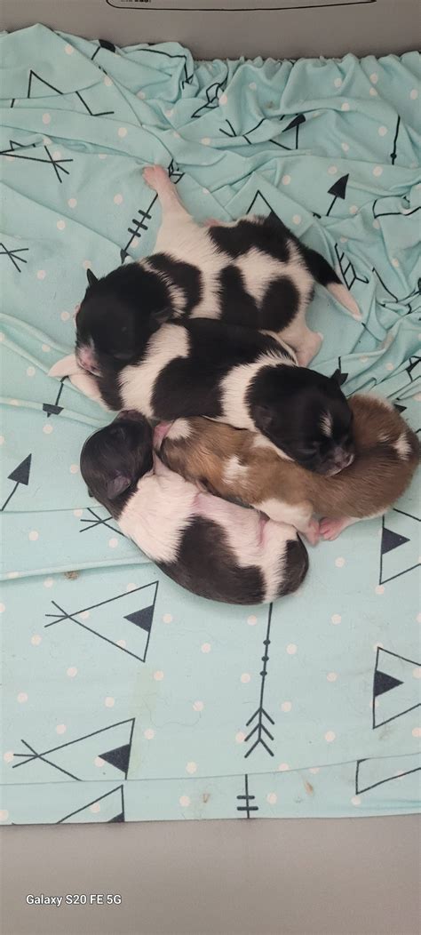 Up Coming Litters Heart Rocks Poms