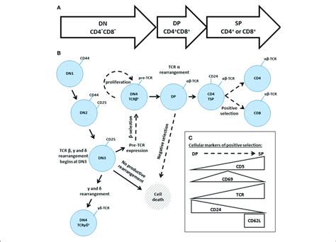 An Overview Of Thymic Development A The Three Phases Of Thymocyte Download Scientific