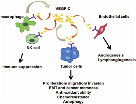 Multiple Functions Of Vegf C In Tumor Progression Vegf C Binds To