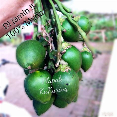 Jual Buah Pinang Jambe Muda Segar Obat Herbal Di Lapak Kukuring Bukalapak