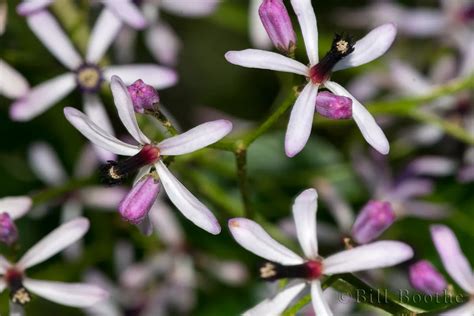 Chinaberrytree | Trees and Shrubs | Nature In Focus