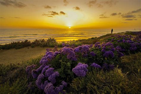 Flowers Pacific Ocean California Coolwallpapersme