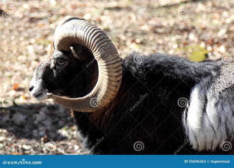 European Mouflon stock image. Image of park, mountain - 55696363