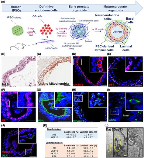 Propagation Of Human Prostate Tissue From Induced Pluripotent Stem